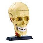 Cranial Nerve Skull Anatomy Model